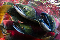 Despite evolutionary inexperience, northern sockeye manage heat stress