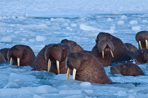 jgp Walruses