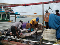 Investing in fisheries management improves fish populations