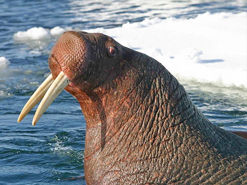 jpg What caused 39 walruses to wash ashore dead in western Alaska? 