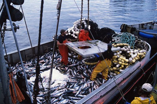 jpg Fishermen work aboard a salmon tender in Chatham Strait in Southeast Alaska. Eighty-five people attended a conference in Anchorage this month to assist young people in the fishing industry.