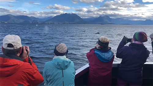 Humpback Whales Linger in Sitka Sound 