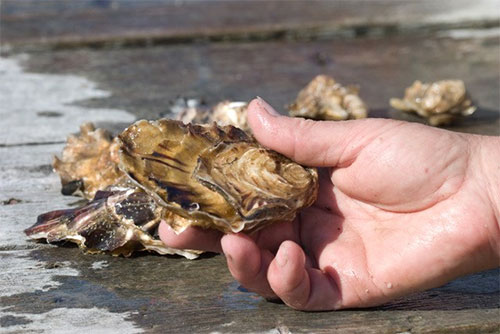jpg Oyster farmers face challenges and opportunities in Alaska 
