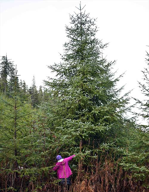 jpg Ketchikan Area Tree Chosen As "2019 Together Tree"