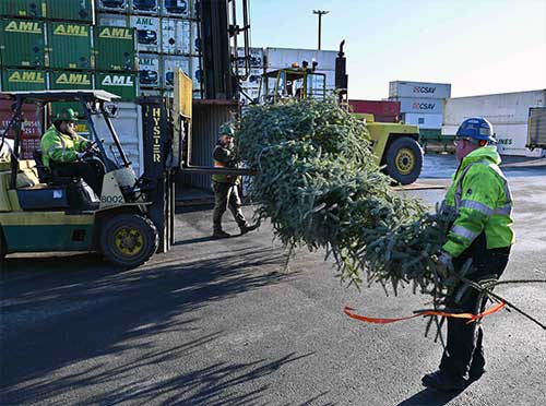 jpg Alaska Marine Lines crew members in Ketchikan load the Together Tree, an 18ft Sitka Spruce, into a container for shipping to Juneau