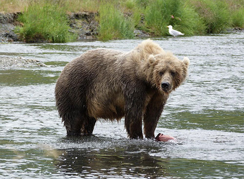 Easy prey: The largest bears in the world use small streams to fatten up on salmon 