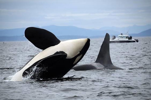 jpg While southern resident orcas are struggling, all other resident orcas that live along the West Coast are increasing in abundance.