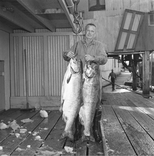 jpg Resident orcas' appetite likely reason for decline of big Chinook salmon