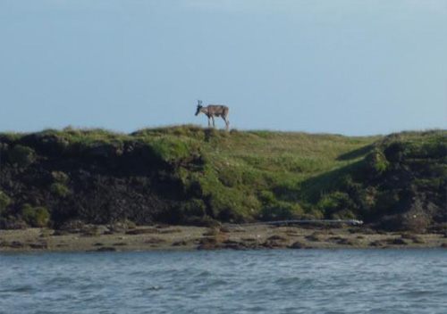 jpg Thawing permafrost affecting northern Alaska's land-to-ocean river flows 