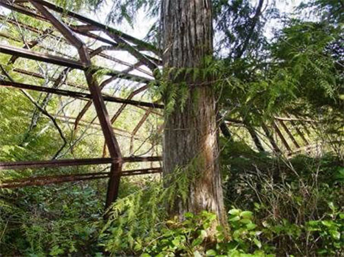 jpg An abandoned Quonset hut sits in a grove of trees on Annette Island. Metal roofs and wood floors were stripped from similar facilities to repurpose, but the structures were abandoned