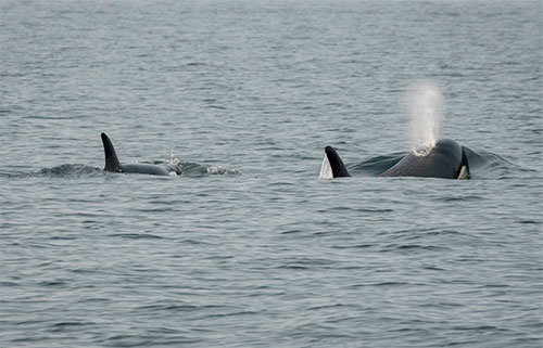 jpg Southern resident killer whale J50 follows her mother, J16, in the Salish Sea