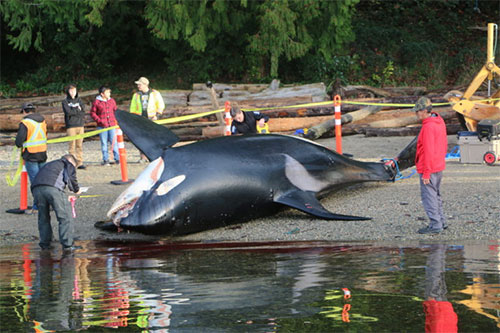 jpg The 18-year-old male southern resident killer whale, J34, stranded near Sechelt, British Columbia on December 21, 2016. Postmortem examination suggested he died from trauma consistent with vessel strike. 