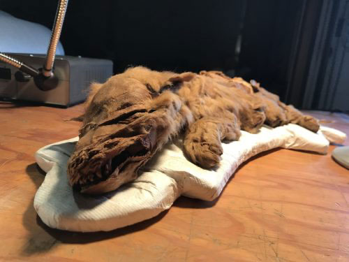 jpg Research offers glimpse into life of 57,000-year-old wolf pup 