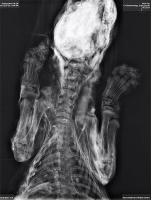 jpg An X-ray image shows the skeleton of Zhùr the wolf pup. X-ray images were used to examine the specimen, revealing details such as its age, without the need for more invasive techniques