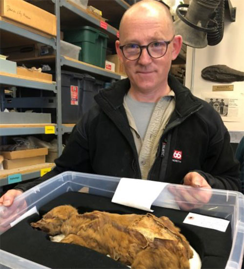 jpg UAF researcher Mat Wooller holds a mummified wolf pup during a visit with Grant Zazula in Whitehorse, Canada, where the specimen is on display at the Yukon Beringia Interpretive Centre.