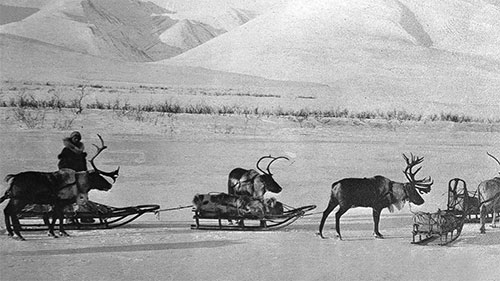 When Reindeer Moved the Mail in Alaska