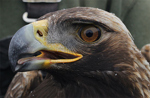Thousands of golden eagles depend on Alaska 
