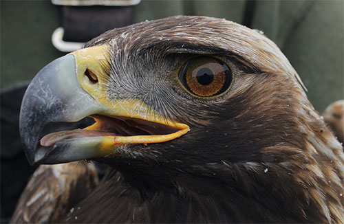 jpg A golden eagle eyes a photographer after being captured as part of a population study near Gunsight Mountain between Palmer and Glennallen.
Photo by Caitlin Davis 