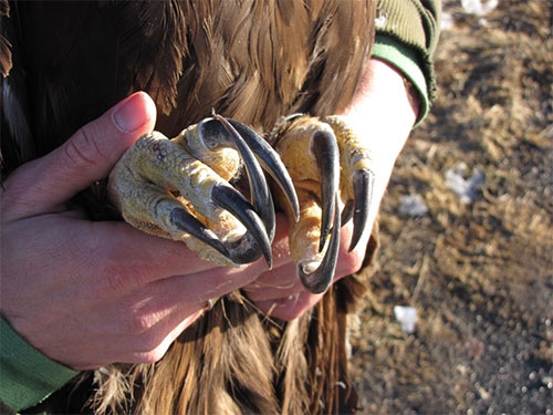 jpg A biologist displays the long talons on a golden eagle captured near Gunsight Mountain.
Photo by Chris Barger 
