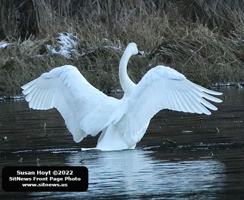 Ward Lake: Trumpeter Swan