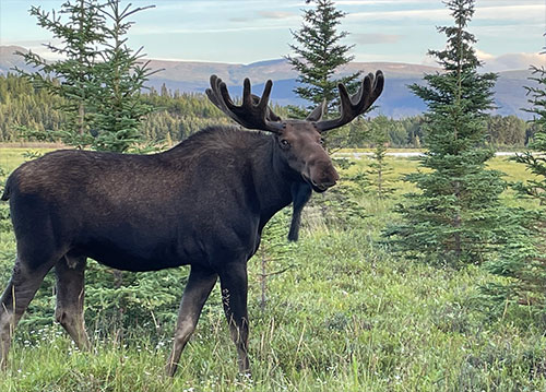 jpg Moose such as this one, photographed this year near Whitehorse in the Yukon, may have been present in Alaska as long as people have.