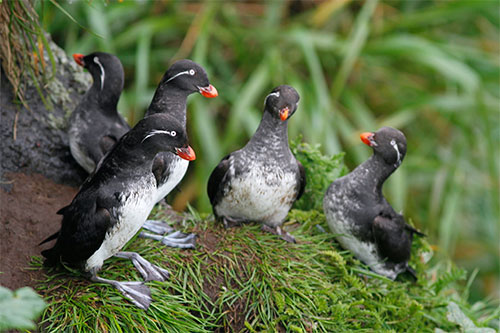 Seabird deaths part of Arctic Report Card