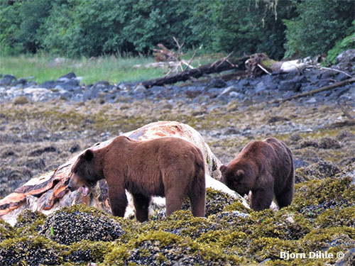 JPG Two big brown bears feast on a humpback whale carcass in Southeast Alaska