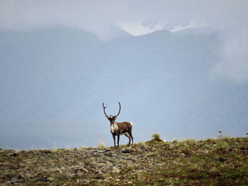 jpg A caribou beneath the ramparts of volcano Mt. Dutton on the Alaska Peninsula.
