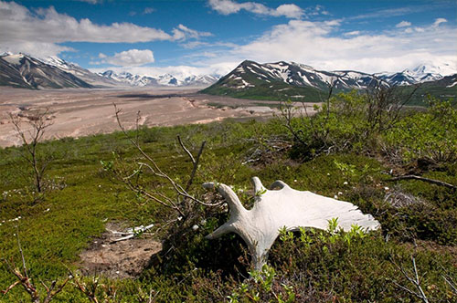 jpg A moose antler shed above the Valley of 10,000 Smokes