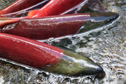 jpg Spawning sockeye salmon in Bristol Bay.