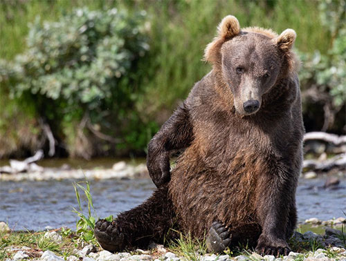 jpg A brown bear near Bristol Bay.