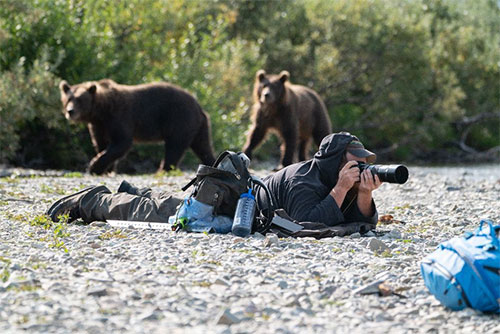 jpg The handsome, brave and mysterious Drew Hamilton at one with the bears of Katmai.
