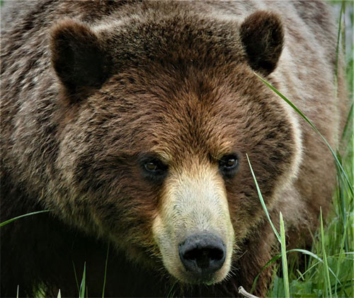 The Brown Bears of Bristol Bay and Alaska Peninsula