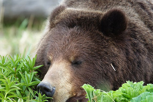 jpg A brown bear sleeps after taking a break from grazing on spring vegetation