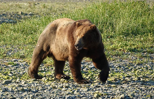 jpg A brown bear eagerly heads to a creek after the first schools of salmon of the year arrive to spawn.