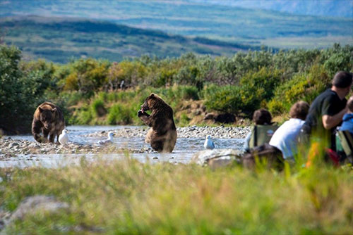 jpg Good action on a Grizzly Safaris trip