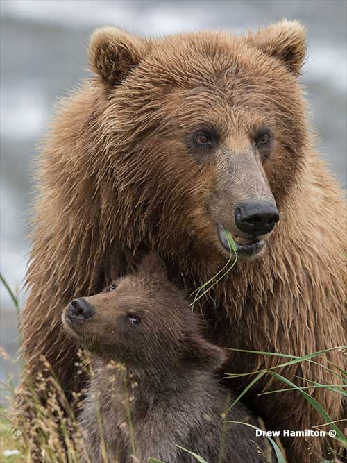 jpg A brown bear with her spring cub in the McNeil River Refuge.