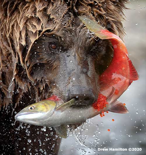 jpg A brown bear and sockeye salmon on the Alaska Peninsula.