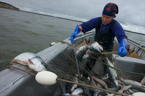 jpg Melanie Brown picking and pulling sockeye salmon in Bristol Bay.