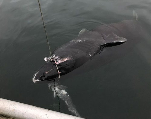 jpg A 10 to 12-foot sleeper shark caught on a subsistence black cod longline set in Southeast Alaska. 