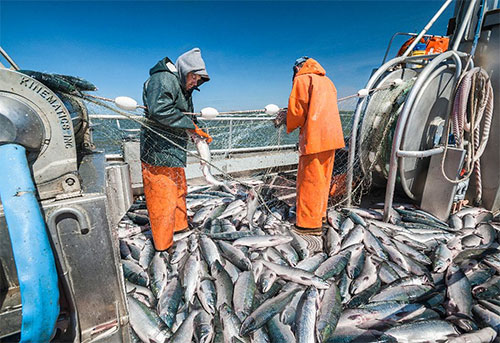 jpg Fishermen picking sockeye salmon in Bristol Bay. 
Photo by Chris Miller©