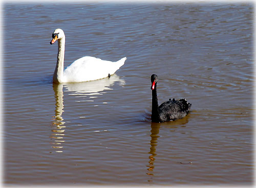 jpg Swans by Bob Ciminel