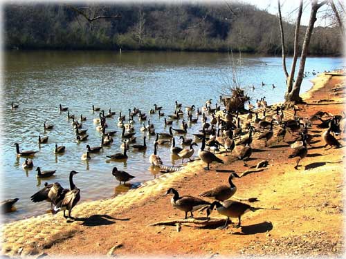 jpg Canadian geese