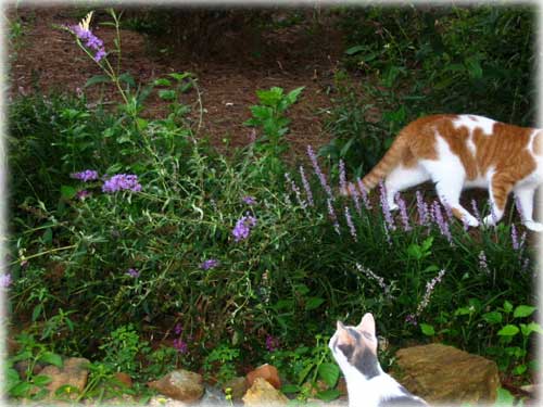 photo Monarch butterfly & cats...