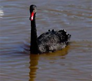 jpg Black Swan