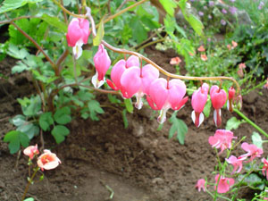 jpg heart shaped blooms