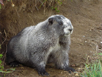 jpg Marmot