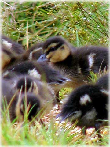 jpg ducklings