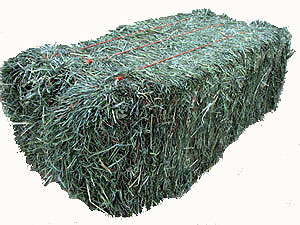 jpg Timothy hay