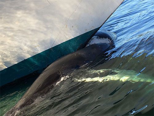 jpg Grand Princess Cruise Ship arrived in Ketchikan the morning of August 9, 2017with a juvenile humpback whale lodged on her bow. 